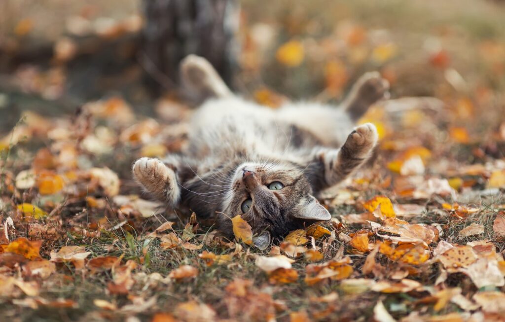 wp11554256 aesthetic cat autumn wallpapers